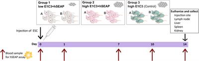 CRISPR-Cas9 immune-evasive hESCs are rejected following transplantation into immunocompetent mice